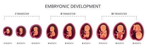 Kedy je viditeľné embryo pri žĺtkovom vaku?